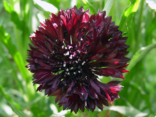 Black Ball Bachelor Buttons are easy to grow from seeds