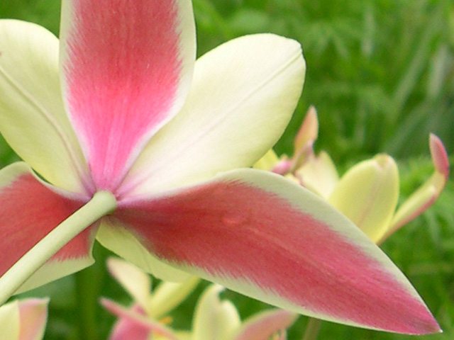 photo: Tulipa clusiana