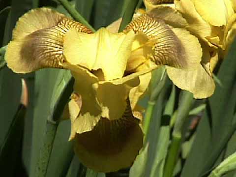 photo: Heirloom Yellow Iris